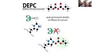 RNase inhibition amp avoidance  RNase inhibitors DEPC RNaseZAP etc [upl. by Kallman]