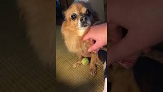 Lucy manouvers herself for the handy tickles needychihuahua furbabies cutedog [upl. by Audie119]