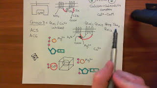 Adenylyl Cyclase Part 6 [upl. by Selemas]