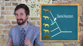 How to Read Phylogenetic Trees Cladograms  Very Clear Explanation [upl. by Aliek]