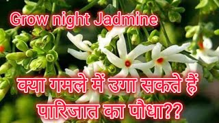 care n tips for RAAT KI RANI  Night Jasmine  parijaat harsringar [upl. by Brinkema683]