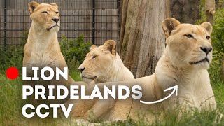 Lions on CCTV  Paradise Wildlife Park [upl. by Friedly108]