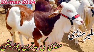 Malir Mandi Cattle Rates Update 26March2024  Malir Mandi Update  Cow Mandi 2024 [upl. by Aihsaei155]