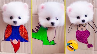 Cute Pomeranian Puppies Doing Funny Things 8  Cute and Funny Dogs  Mini Pom [upl. by Anelaf]