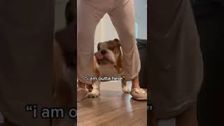 Cleaning Your English Bulldog Wrinkles amp Folds [upl. by Cynth]