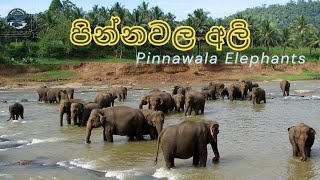 පින්නවල අලි බලන්න යමුද  Pinnawala Elephant Orphanage  Sri Lanka [upl. by Fuhrman]