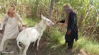 Two Man Crossing Breeding With DonkeyFemale Donkey Meeting With Man 🤪 [upl. by Clevey]