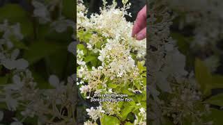 Plant Combinations featuring Hydrangeas [upl. by Kowalski]