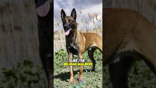 Top 3 dog breeds that look like the Belgian Malinois shorts dog doglovers belgianmalinois [upl. by Acnaiv]