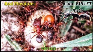 Asian BULLET Ants Versus Red Pheidole Ants [upl. by Renruojos]