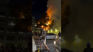 Large tree caught fire from fireworks in Los Angeles CA [upl. by Devland]