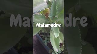 Malamadre 🌿🍃 viral foryou shortvideo shorts parati fyp nature fypシ゚viral [upl. by Oswal910]