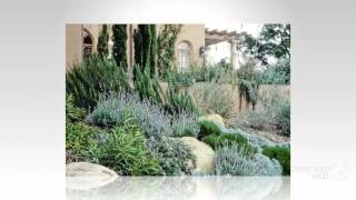 Santolina  garden plants [upl. by Stanfield407]