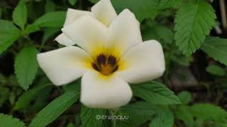 Turnera Subulata [upl. by Gussy]