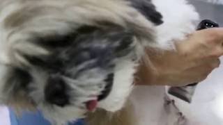 An 85yearold woman has her young Shih Tzu spayed [upl. by Ynittirb830]