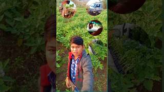 To finally ham bhi le hi lete hain baingan ka vivaran BISHN MINI VOLG 10minivlog vlog shortfeed [upl. by Sualohcin]