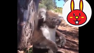 Részeg állatok macska vörös panda és a koala paródia vicces videó baleset  PirosNyúl [upl. by Llahsram625]