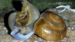 Snail Mating [upl. by Arahat]