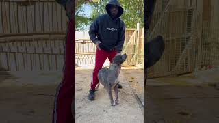 Athena how merlebully puppy ddk9 ddk9 gaurddog americanbully bullybreed warzone [upl. by Kcam]