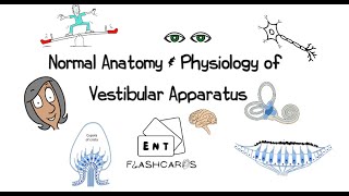 Normal Anatomy amp Physiology of the Vestibular Apparatus [upl. by Lamej]