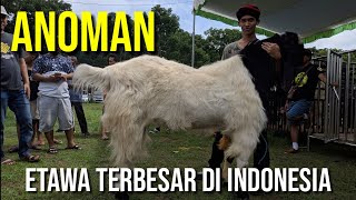 Kambing Etawa Terbesar di Indonesia  Kontes Kambing Etawa Terbesar [upl. by Ancier643]