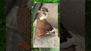 アヒルの鳴き声 🐣 shorts viralvideo viralshorts animals animallover 2024 trendingshorts trending [upl. by Dolly]