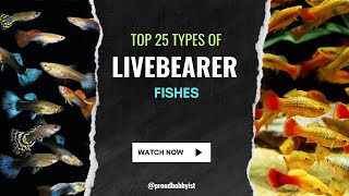 Top 25 Types of Livebearer Fish  Fishes which give Birth to their Baby like Guppy  Proud Hobbyist [upl. by Ihcalam]