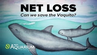 Net Loss New Abundance Estimate Reveals That Mexico’s Vaquita Faces Imminent Extinction [upl. by Berni]