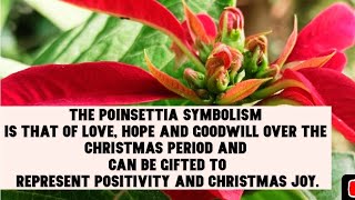 Poinsettia Christmas Flowerpoinsettiapoinsettiaschristmasflowers newvideoyoutubecreatorshare🥀 [upl. by Isyak]