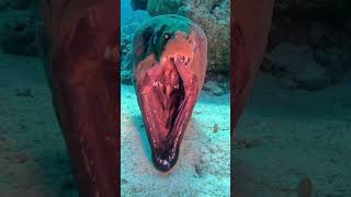 😱 miedo scary oceano peces talasofobia buceo mar animales pesca monster [upl. by Lekram283]