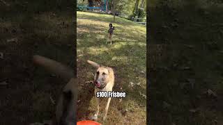 These two dogs do nothing but play They love frisbee They love to catch German Shepard belgian [upl. by Jefferey]