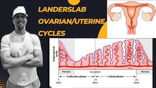 Ovarian and Uterine Cycles [upl. by Dnalevets]