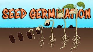 What is Seed germination How Seeds Germinate Process Steps Necessity and its Major Factors [upl. by Felice]