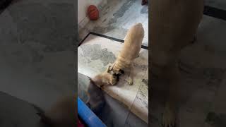 Mother son fight and play pug india safarwithpiyushyadav [upl. by Liuqnoj]