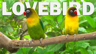 Lovebird Chirping Sounds  Green Personata amp Green Pied Personata [upl. by Enyedy]