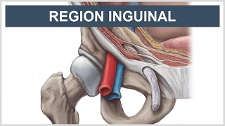 Anatomía de la región de la ingle [upl. by Katheryn]