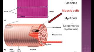 LECTURE Muscle Tissue [upl. by Arnon863]