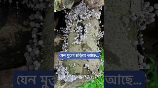 যেন মুক্তা ছড়িয়ে আছে [upl. by Morganica]