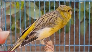 Canary Bird Singing Training Singh Song Beautiful [upl. by Nnaitak]