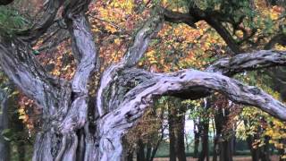 quotJ comme Jardinquot  Les Buttes Chaumont de Tergnier novembre 2013 [upl. by Burtie690]