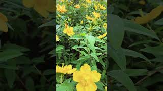 Hypericum Hidcote 🌼 Beautiful yellow Flower 🌼 amazing [upl. by Va]