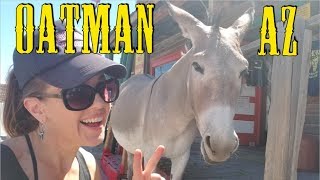 264 Oatman Arizona Donkeys in the Streets [upl. by Meehahs671]