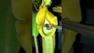 Feeding Nepenthes veitchii with insects 🐜🌧️ nepenthes pitcherplants carnivorousplants [upl. by Lemmy]