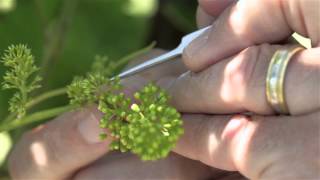 VitisGen How Grape Breeders Make Crosses [upl. by Erme436]