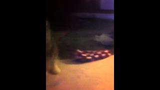 Shih tzu puppy barking [upl. by Aititil]