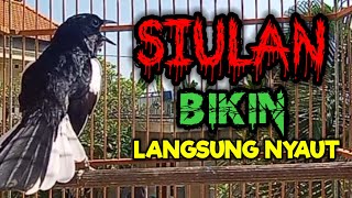 SIULAN KACER GACOR BIKIN BUKOR MEMANCING EMOSI KACER LAWAN PAGI HARI AGAR CEPAT NYAUT BUNYI GACOR [upl. by Ater]