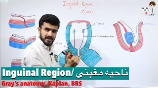 Inguinal Region  ناحیه مغبنی Anatomy 74 [upl. by Assel]