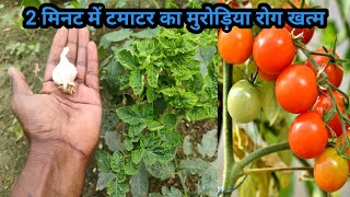 2 मिनट में टमाटर के पौधे का कीड़ा और मुरोड़िया leaf curl virus रोग बाहर निकालने का अचूक घरेलु उपाय [upl. by Khai]