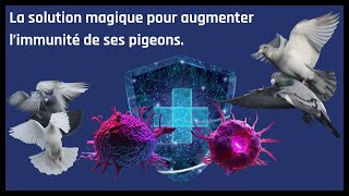 La solution magique pour augmenter l’immunité de ses pigeons [upl. by Denby]