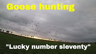 Goosehunting ganzenjacht in Holland with a Browning A5 and fieldtrial lab quotLucky number sleventyquot [upl. by Ssidnac950]